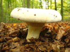vellereus Lactifluus (vellereus Lactarius) (Lactarius vellereus) vellereus Lactifluus (vellereus Lactarius)