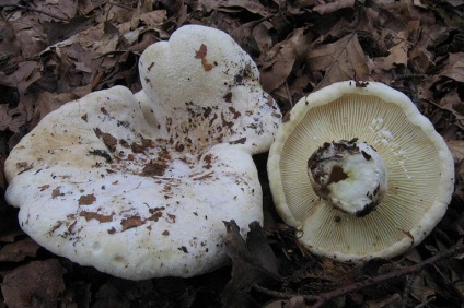 vellereus Lactifluus (vellereus Lactarius) (Lactarius vellereus) vellereus Lactifluus (vellereus Lactarius)