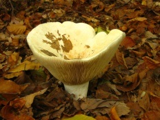 vellereus Lactifluus (vellereus Lactarius) (Lactarius) vellereus Lactifluus (vellereus Lactarius)