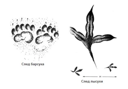 Ranger citește urmele animalelor - vânătoare și pescuit