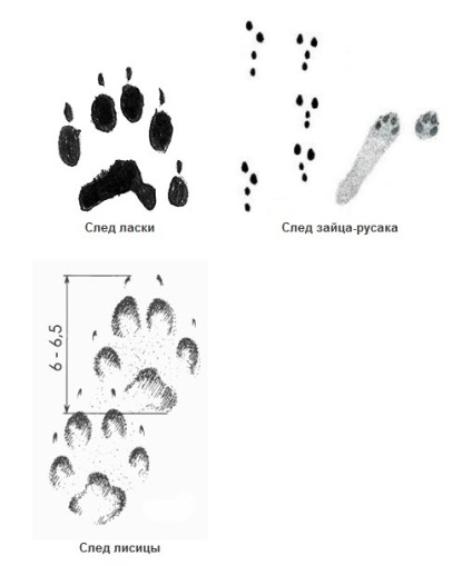 Ranger citește urmele animalelor - vânătoare și pescuit