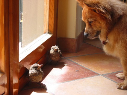 Un câine și o pasăre în aceeași casă - 12 aprilie 2016