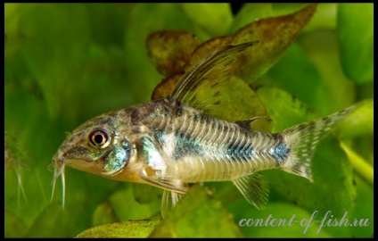 Somnul picățele (una sexe diferență) Bullhead marmorat