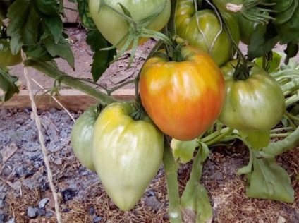 Varietatea de tomate „stelate“ ( „Pudovik“) - fotografii, comentarii, descrieri (sturioni) Varietatea de tomate „stelate“ ( „Pudovik“) - fotografii, recenzii, descrieri