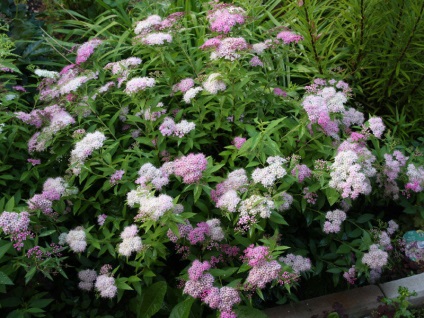 soiuri Spiraea japonica de vangutta roșu, plantare, îngrijire și foto (Japonia) soiuri Spiraea japonica de vangutta roșu, plantare, îngrijire și fotografie
