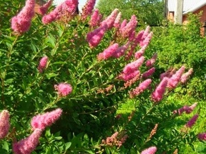 soiuri Spiraea japonica de vangutta roșu, plantare, îngrijire și foto (soi) soiuri Spiraea japonica de vangutta roșu, plantare, îngrijire și fotografie