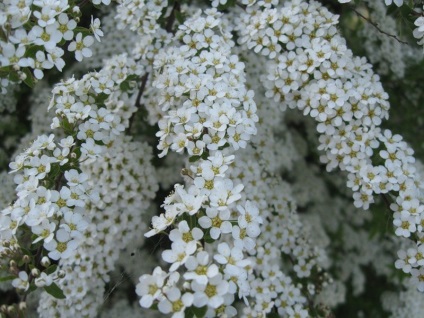 soiuri Spiraea japonica de vangutta roșu, plantare, îngrijire și foto (Japonia) soiuri Spiraea japonica de vangutta roșu, plantare, îngrijire și fotografie