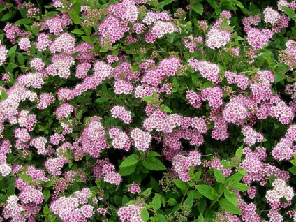 soiuri Spiraea japonica de vangutta roșu, plantare, îngrijire și foto (vangutta) soiuri Spiraea japonica de vangutta roșu, plantare, îngrijire și fotografie