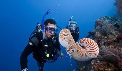 Oceania și Australia (Australia) Oceania si Australia