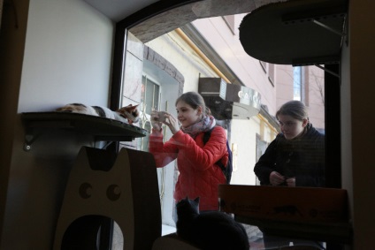 Supa cu o pisica prima pisica cafenea din Moscova - Noutăți în imagini (cafenea) Supa cu o pisica prima pisica cafenea din Moscova - Noutăți în imagini