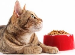 Uscat mâncare pentru pisici (uscat) Cat Dry Food