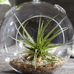 Tillandsia Tillandsia (forma plante mici epifite) Tillandsia Tillandsia