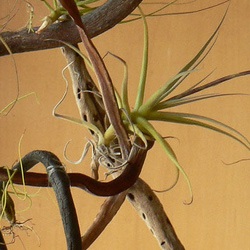 Tillandsia Tillandsia (mici epifite plantă) Tillandsia Tillandsia