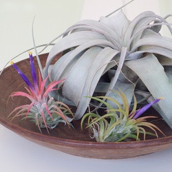 Tillandsia Tillandsia