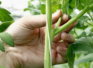 Piața de tomate King, Germeni - Bazarov 30 (de piață) Piața de tomate King, Germeni - Bazarov 30