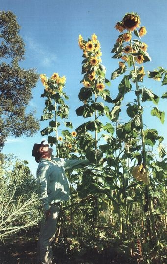 Tomate Krasnodar (sau o sămânță direct în pământ, la sfârșitul lunii mai. Bush formeaza o inaltime robust 70-90 cm) tomate Krasnodar