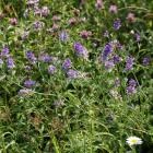 Lucerna plante medicinale utilizate în medicina populară tradițională și (cure) lucernă Iarbă utilizate în medicina tradițională și populară