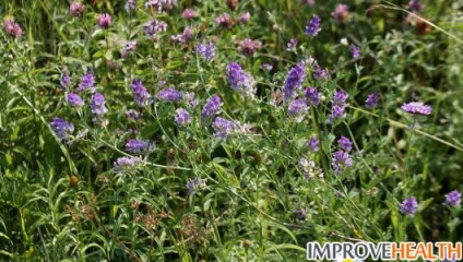 Lucerna plante medicinale utilizate în medicina populară tradițională și (cure) lucernă Iarbă utilizate în medicina tradițională și populară