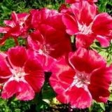 Îngrijirea plantelor (de îngrijire) Ingrijirea plantelor