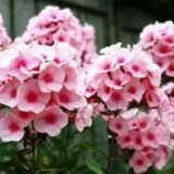 Îngrijirea plantelor (de îngrijire) Ingrijirea plantelor