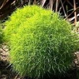 Ingrijirea plantelor (Clark grațios în creștere) Ingrijirea plantelor
