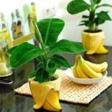 Îngrijirea plantelor (cultivarea grațios de semințe) Ingrijirea plantelor