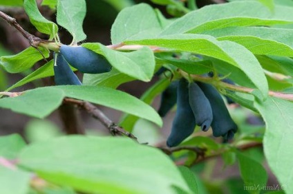 Honeysuckle reteta gem, proprietăți utile și trucuri culinare (reteta) reteta gem Honeysuckle, proprietăți utile și trucuri culinare