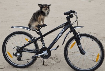 Bicicliști și câini (Rottweileri unele în mod clar inadecvat) Bicicliști și câini