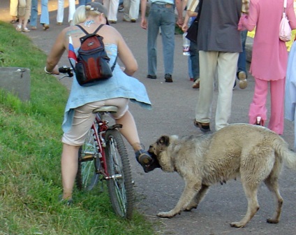 Bicicliști și câini (Rottweileri unele în mod clar inadecvat) Bicicliști și câini
