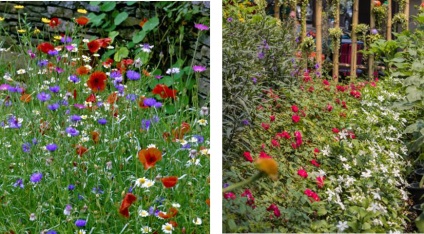 Tipuri de paturi de flori în (acasă) Tipuri de paturi de flori pe
