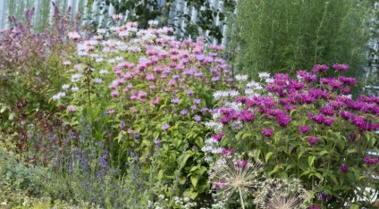 Tipuri de paturi de flori în (tipuri de) Tipuri de paturi de flori pe