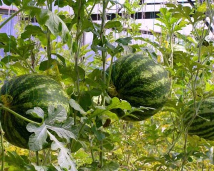 Cultivarea pepenilor verzi în seră, grădinar (pepene) Cultivarea pepene verde în seră, grădinar