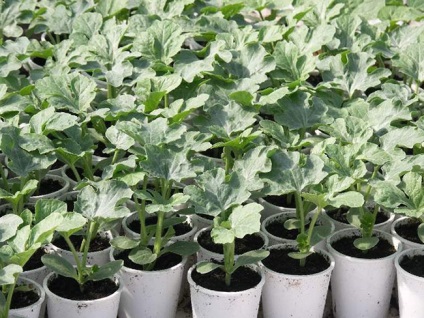Cultivarea pepene verde în seră, grădinar (în creștere) Cultivarea pepene verde în seră, grădinar