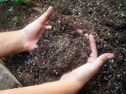 Cultivarea pepenilor verzi în seră, conexiunea (cultivarea cu efect de seră de pepene verde) grădinar Cultivarea pepene verde în seră, grădinar