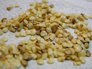 Cultivarea vinete în casă - foto și video (fertilizat răsaduri de vinete după cules) Cultivarea vinete în casă - foto și video
