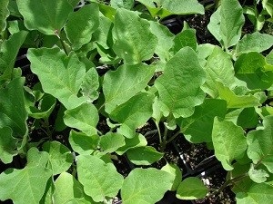 Cultivarea vinete în casă - foto și video (de ce Wilt de răsaduri de vinete) Cultivarea vinete în casă - foto și video