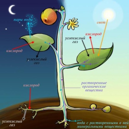 Totul despre CO2 acvariu (dioxid de carbon la acvariu) Toate CO2 pentru acvariu