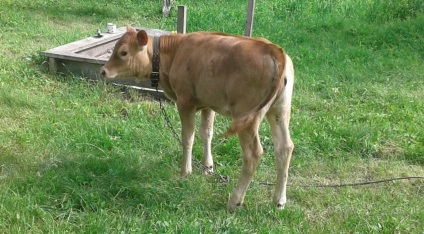 Caracteristici, descrierea Jersey vaci de rasa cu fotografii și recenzii (dzherseyskoy) Descriere Caracteristici, Jersey vaci de rasa cu fotografii și recenzii