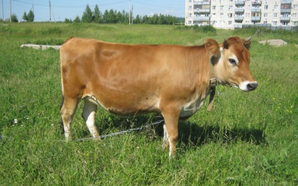 Caracteristici, descrierea Jersey vaci de rasa cu fotografii și recenzii (descriere) Descriere Caracteristici, Jersey vaci de rasa cu fotografii și recenzii