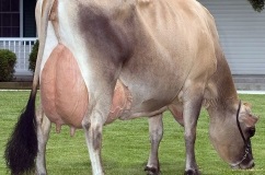 Caracteristici, descrierea Jersey Bovine vaci cu fotografii și oaspeți (răspuns) Descriere Caracteristici, Jersey vaci de rasa cu fotografii și recenzii