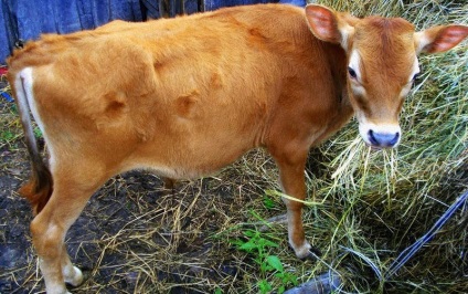 Caracteristici, descrierea Jersey Bovine vaci cu fotografii și recenzii (vaci) Descriere Caracteristici, Jersey vaci de rasa cu fotografii și recenzii