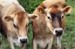 Caracteristici, descrierea Jersey vaci de rasa cu fotografii și recenzii (descriere) Descriere Caracteristici, Jersey vaci de rasa cu fotografii și recenzii