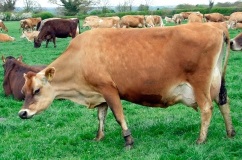 Caracteristici, descrierea Jersey Bovine vaci cu fotografii și recenzii (vaci) Descriere Caracteristici, Jersey vaci de rasa cu fotografii și recenzii