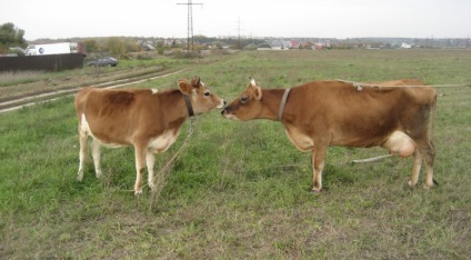 Caracteristici, descrierea Jersey vaci de rasa cu fotografii și recenzii (roca) Descriere Caracteristici, Jersey vaci de rasa cu fotografii și recenzii