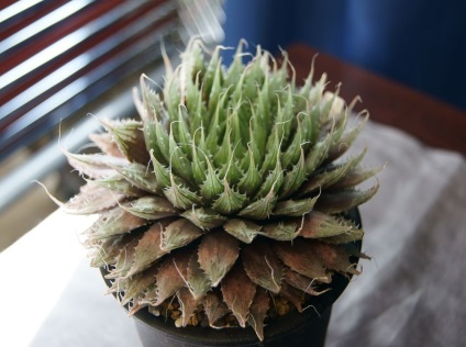 Haworthia fotografie și specii, de reproducere și de îngrijire la domiciliu (acasa) Haworthia fotografie și specii, de reproducere și de îngrijire la domiciliu
