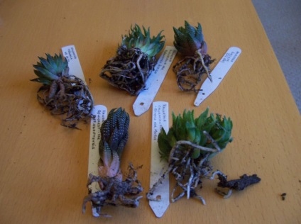 Haworthia fotografie și specii, de reproducere și de îngrijire la domiciliu (de îngrijire) Haworthia fotografie și specii, de reproducere și de îngrijire la domiciliu