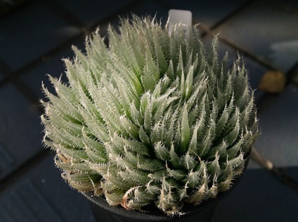 Haworthia fotografie și specii, de reproducere și de îngrijire la domiciliu (de reproducere) Haworthia fotografie și specii, de reproducere și de îngrijire la domiciliu