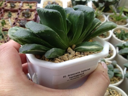Haworthia fotografie și specii, de reproducere și de îngrijire la domiciliu (Haworthia) Haworthia fotografie și specii, de reproducere și de îngrijire la domiciliu