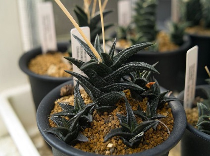 Haworthia fotografie și specii, de reproducere și de îngrijire la domiciliu (specii) Haworthia fotografie și specii, de reproducere și de îngrijire la domiciliu