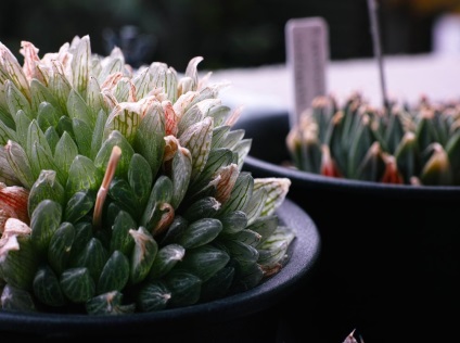 Haworthia fotografie și specii, de reproducere și de îngrijire la domiciliu (specii) Haworthia fotografie și specii, de reproducere și de îngrijire la domiciliu